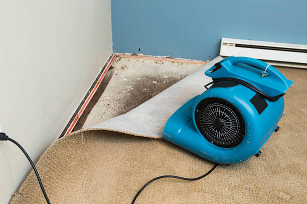 Best Carpet water damage restoration  in Ivins, UT